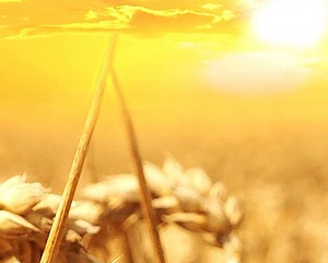 Tarımsal Arazilerin Mülkiyetinin Devrine İlişkin Bilinmesi Gereken Temel Bilgiler